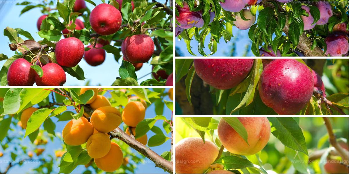 Top Cold Weather Fruit Trees