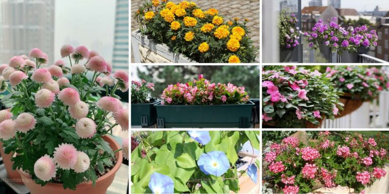 Best Balcony Flowers