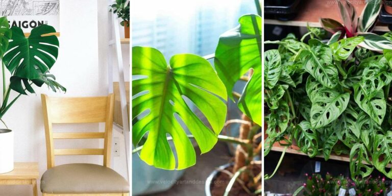 Best Tips to Care for and Propagate Monstera