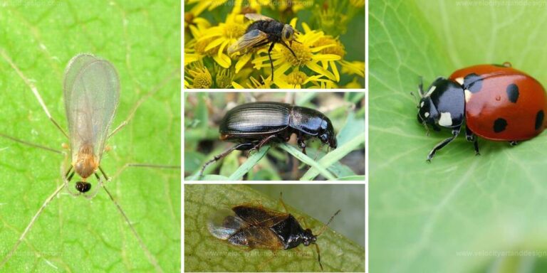 Top Beneficial Insects for Your Garden