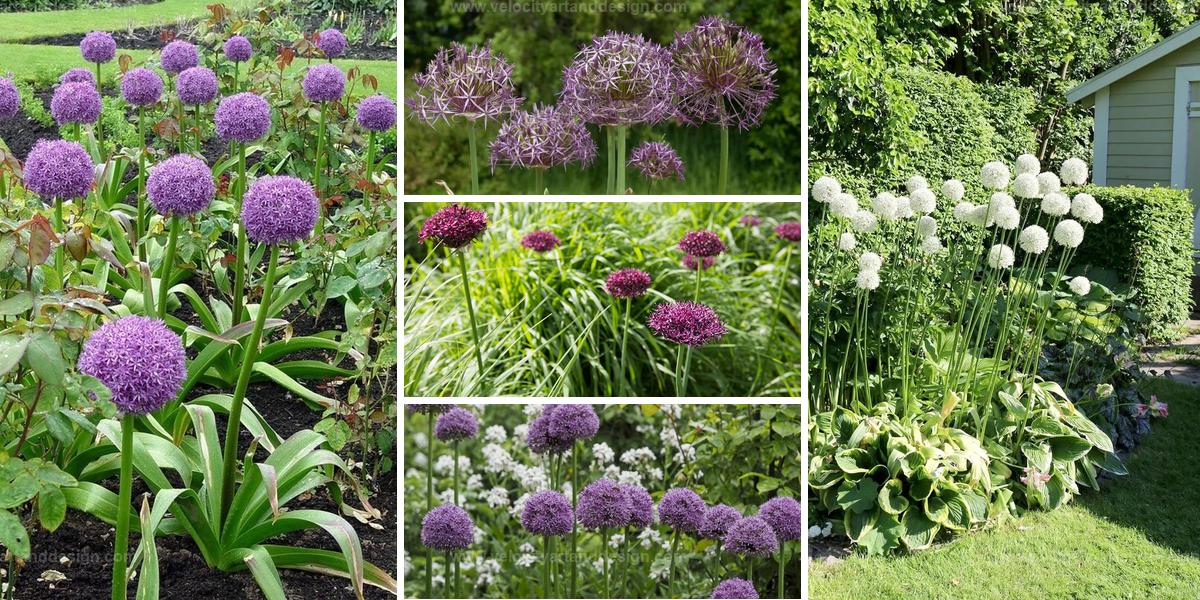 Best Alliums for Garden