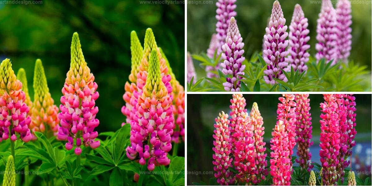 Best Guideline For Growing Lupines