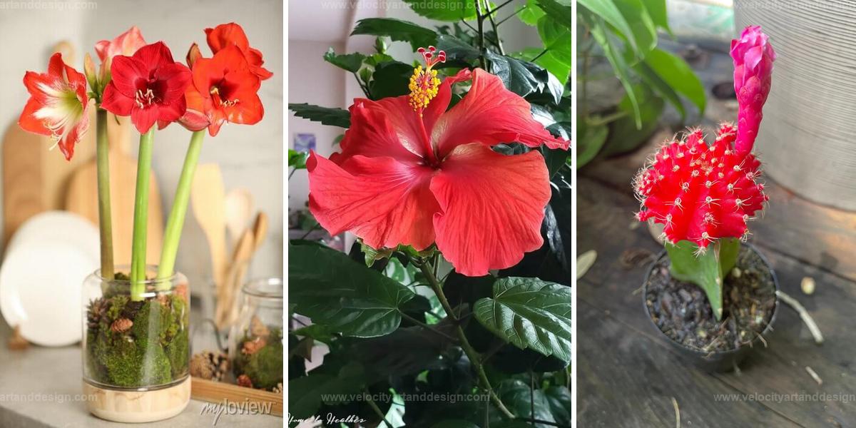 Best Red Flower Houseplants