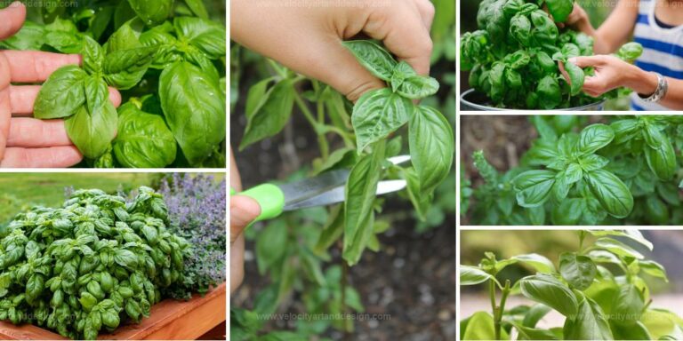 Best Basil Harvesting Hacks