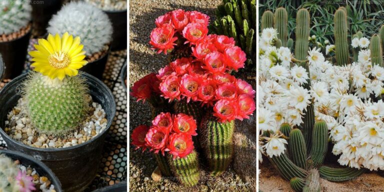 Best Cactus Flower Pictures