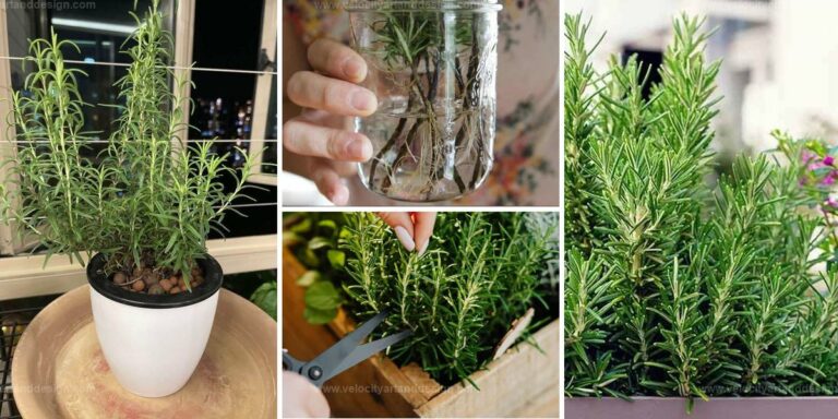 Top Guide to Growing Rosemary Cuttings in Water