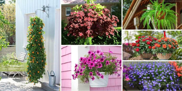 Top Hanging Basket Plants