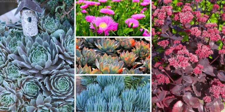 Top Succulent Ground Covers