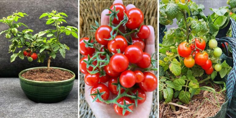 Best Guide to Growing Bonsai Tomatoes