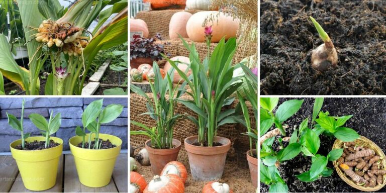 Top Ways to Grow Fresh Turmeric in Containers at Home