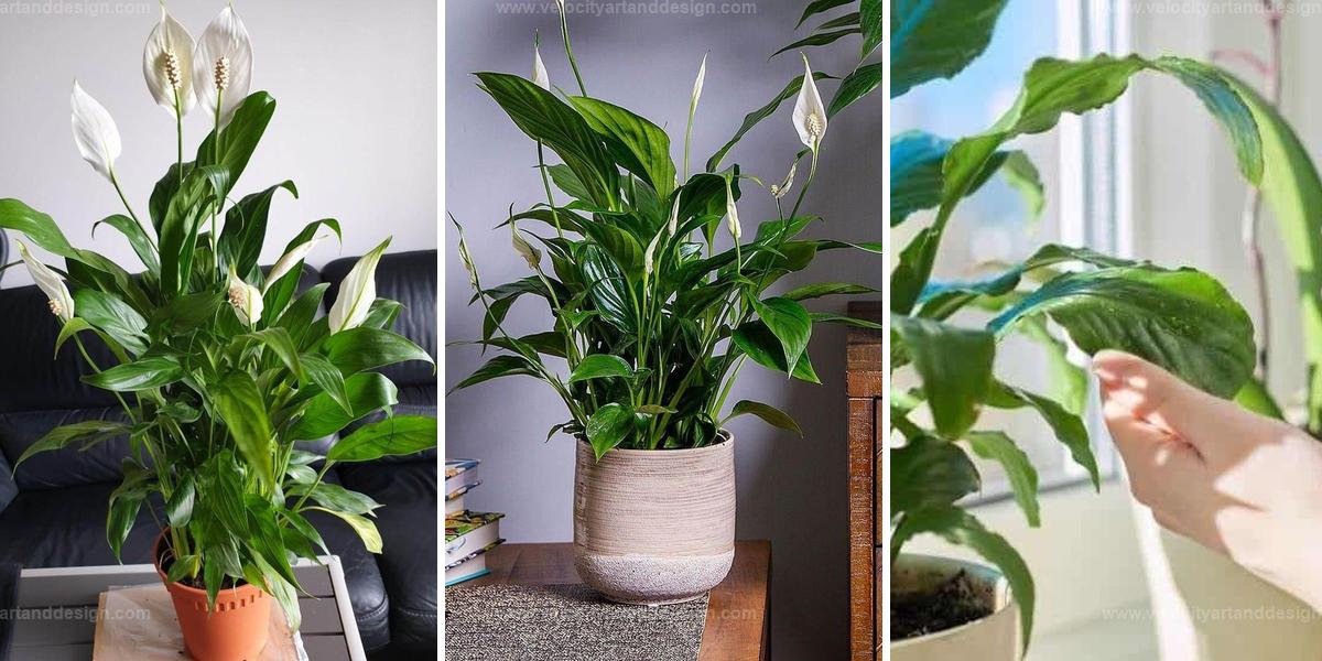 Best Peace Lily Bloom Tips