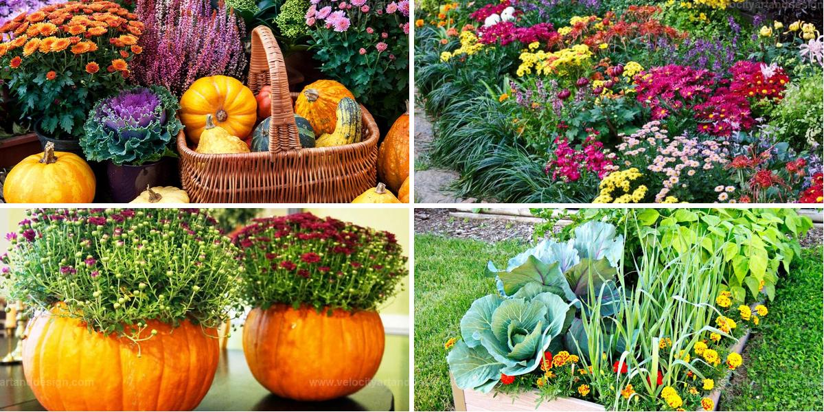 Best Ways to Add Mums in Gardens