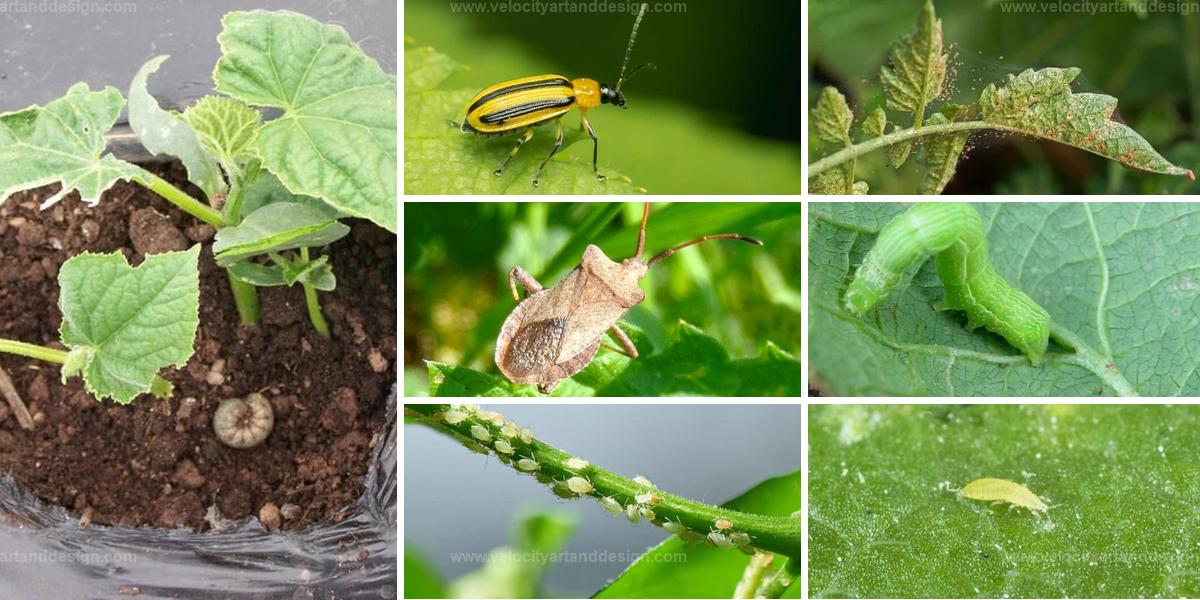 Best Harmful Pests to Watch for in Cucumber Gardens