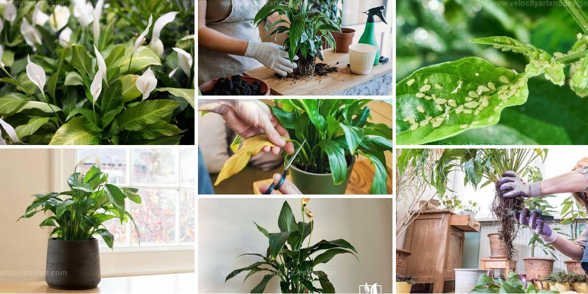 Best Peace Lily Growing Tips