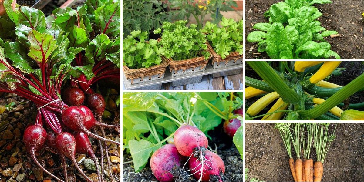 Top Vegetables And Herbs For August