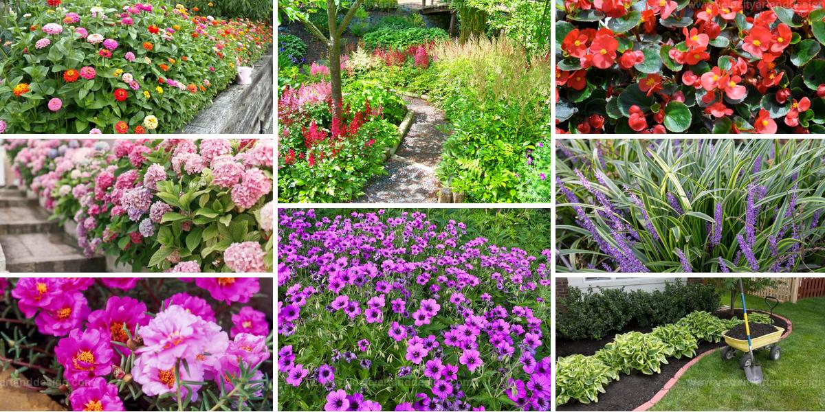 Top Plants For Walkways