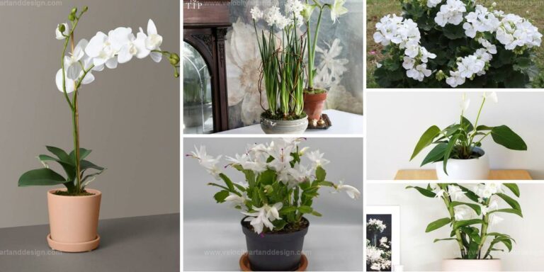 Best Beautiful Houseplants with White Flowers