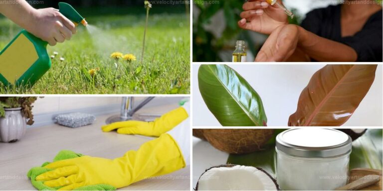 Best Coconut Oil Uses for House & Garden