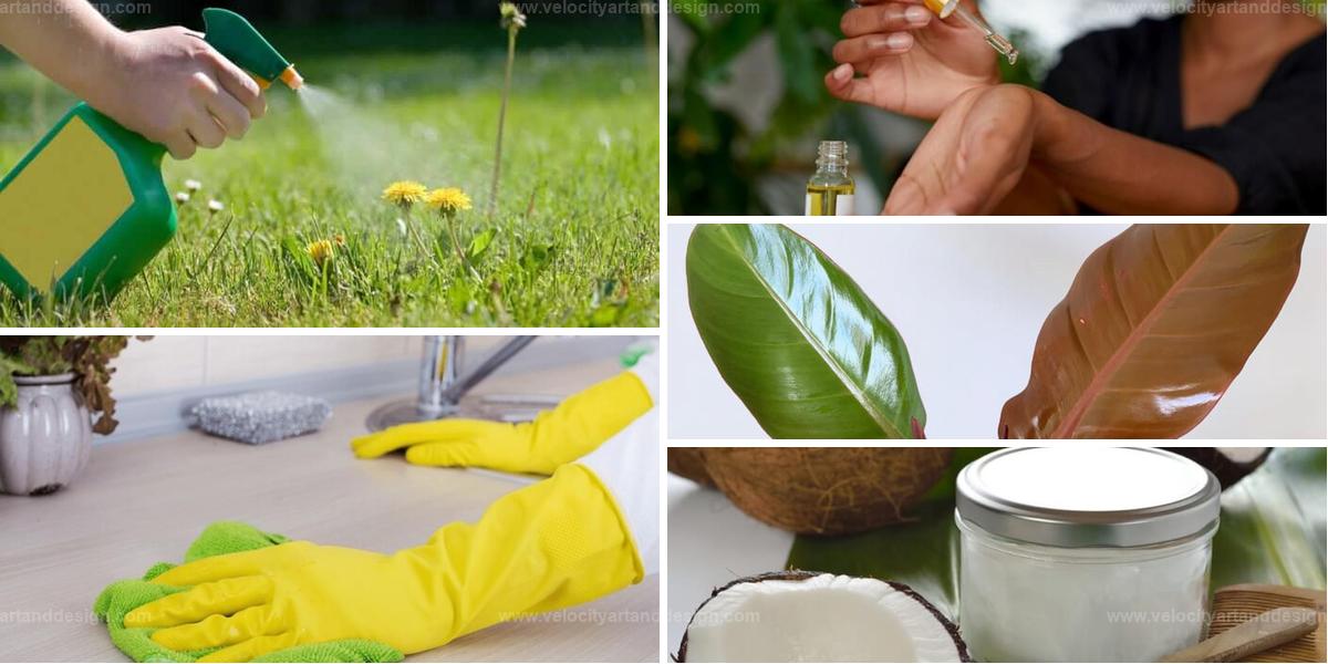 Best Coconut Oil Uses for House & Garden