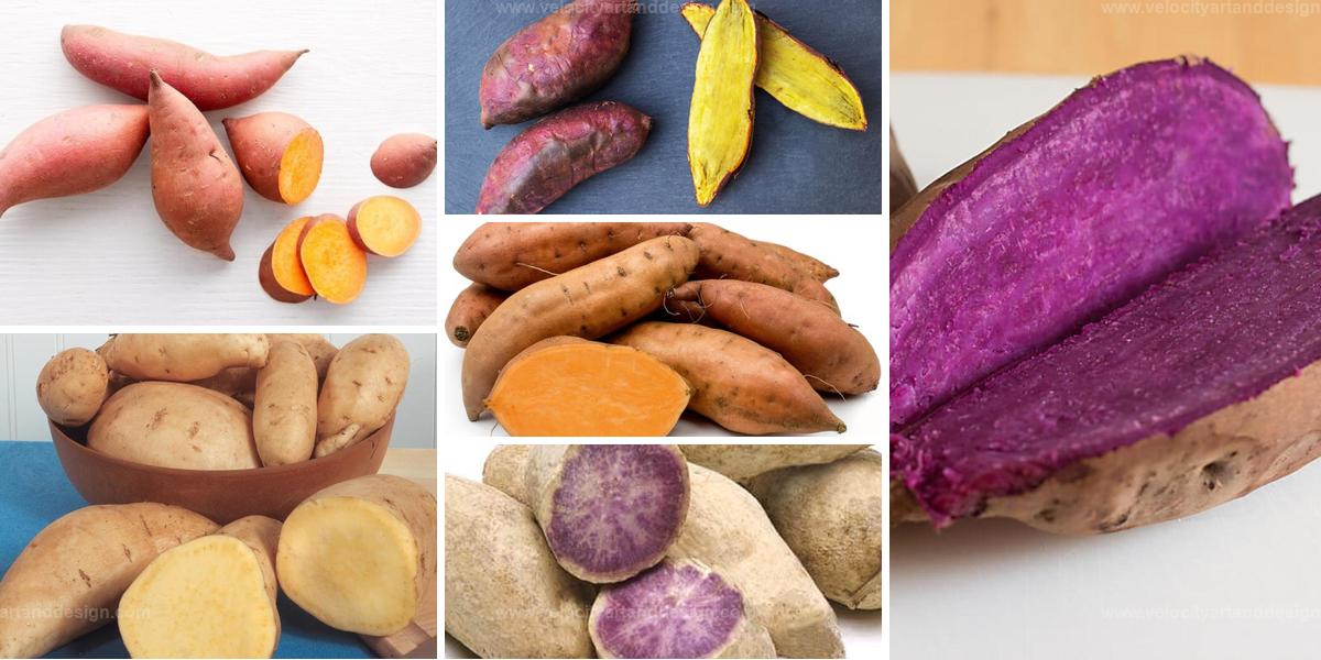 Best Sweet Potato Varieties to Elevate Your Garden