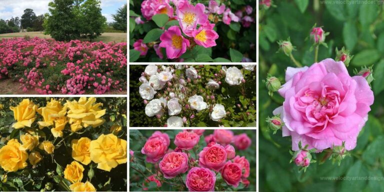 Top Rose Varieties for Gardeners