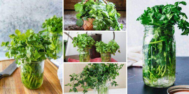 Top Cilantro Growing Tips