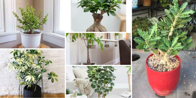 Best Unique Dwarf Trees for Indoors