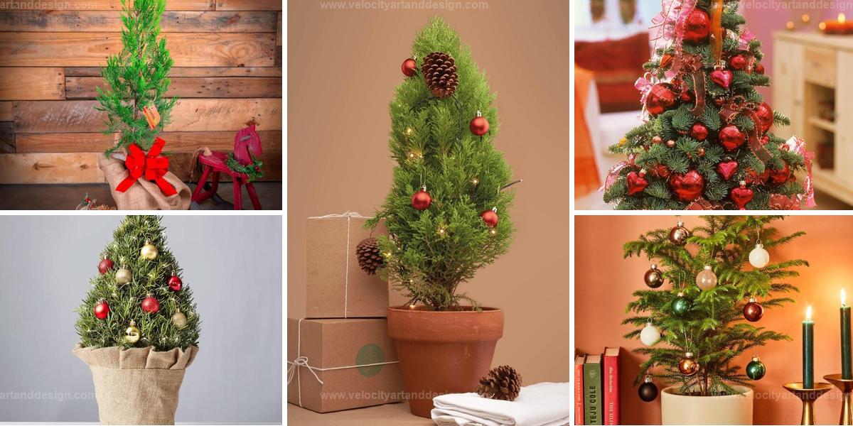 Top Christmas Tree Houseplants