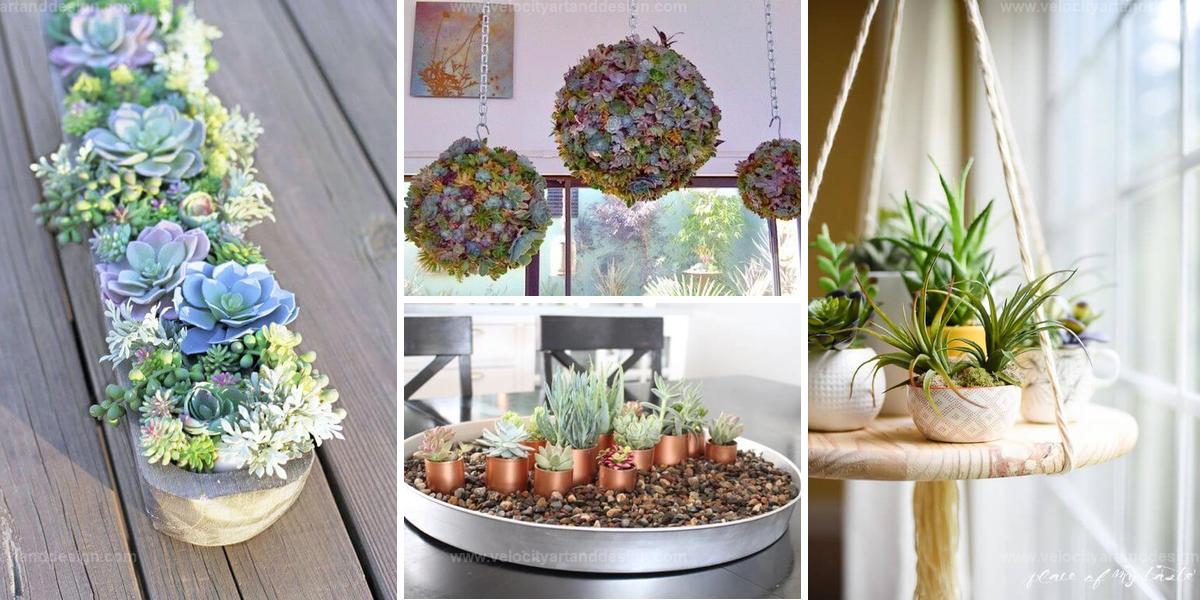 Best Small Indoor Succulent Gardens