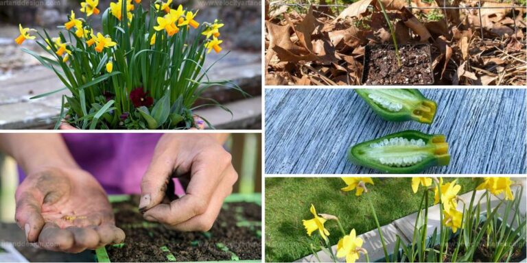 Top Easy Steps to Grow Daffodils from Seeds