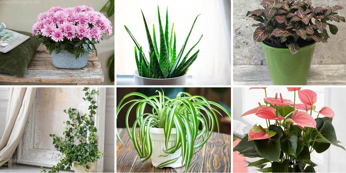 Best Air-Purifying Plants for Home