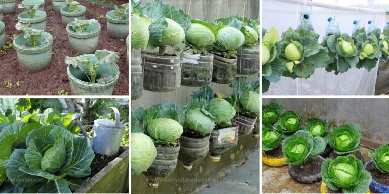 Best Cabbage Container Gardening for Small Spaces