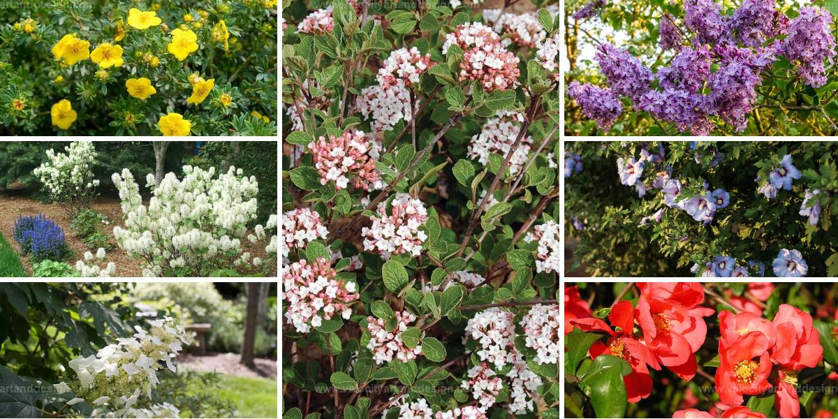 Top Shrubs for Summer Heat