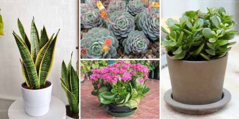 Best Succulents for Beginners