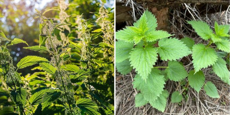 Top Benefits of Using Nettle in Garden