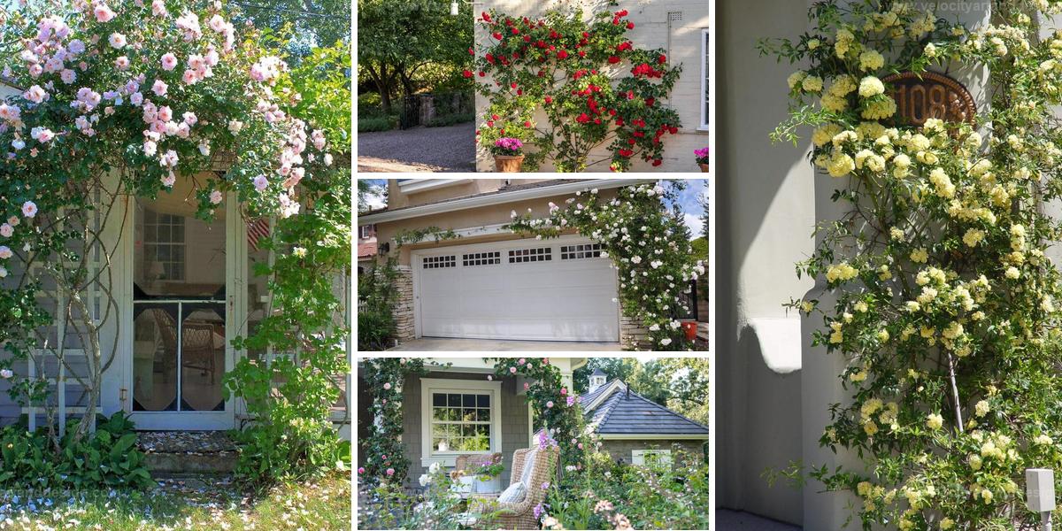 Best Ways to Display Roses on Trellises