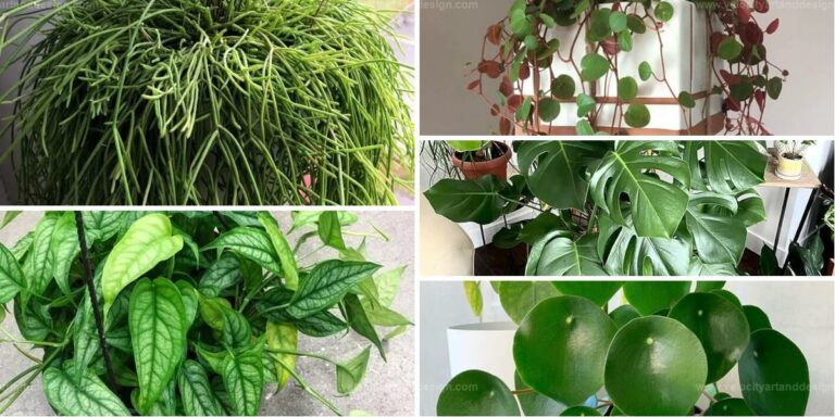 Top Lush Houseplants