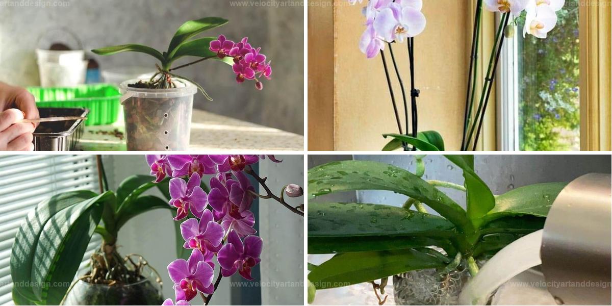 Best Dos and Don'ts for Growing Healthy Orchids