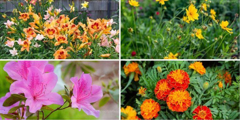 Top Flowers For Windy Gardens