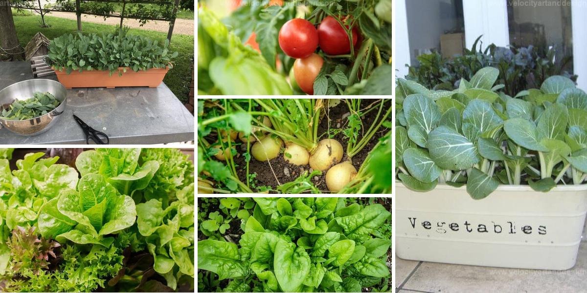 Best Rapid-Growth Vegetables in India