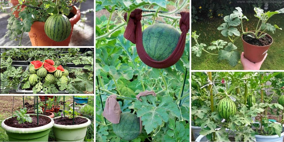 Top Ways to Grow Big, Juicy Watermelons in Small Spaces