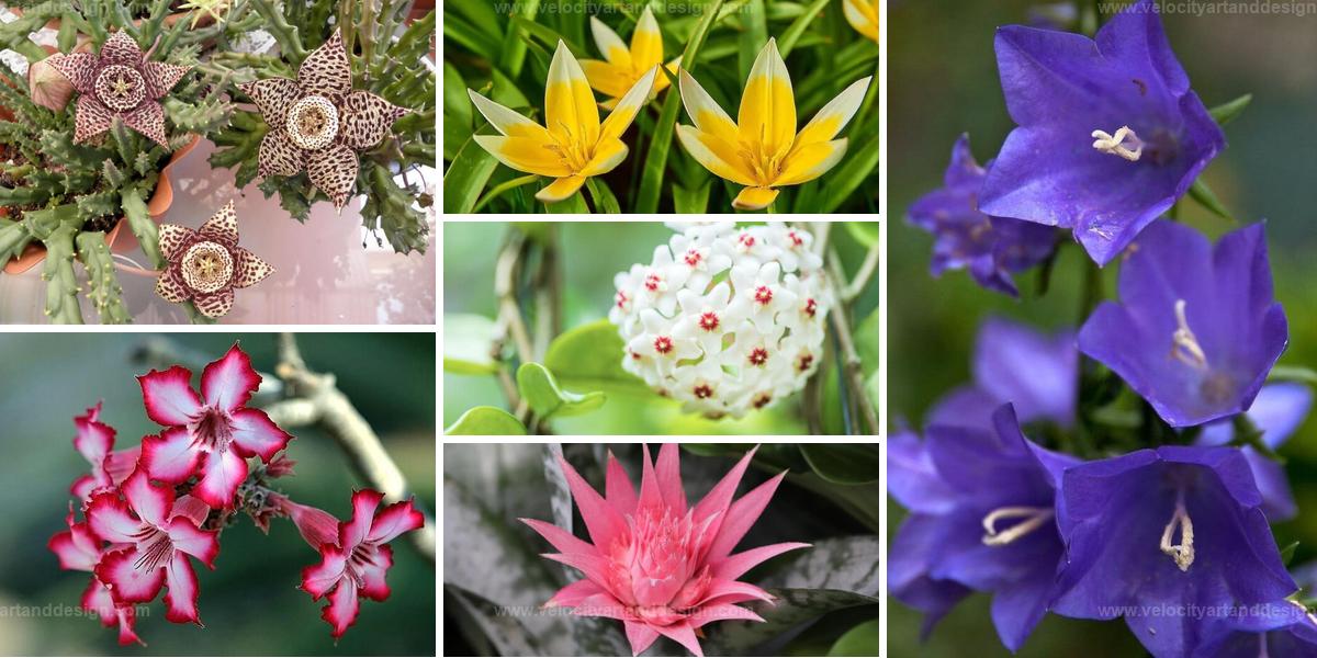 Top Star-Shaped Flowers