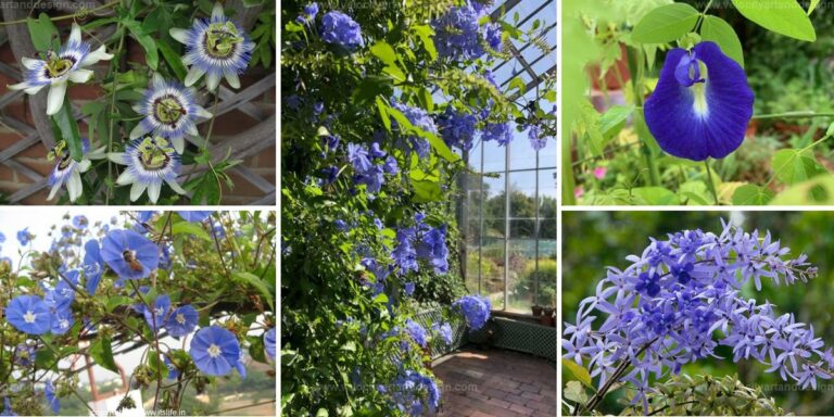 Top Vines with Blue Blooms