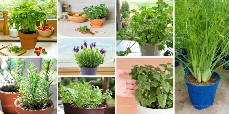 Top Indoor Herbs