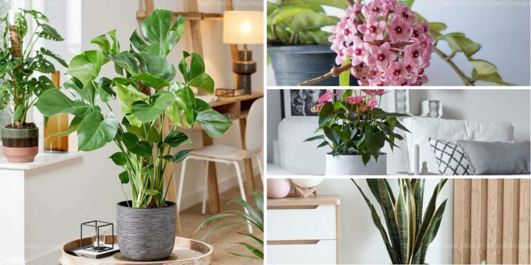 Best Houseplants For Girls' Rooms