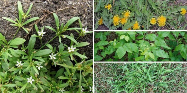 Top Weeds with Effective Control