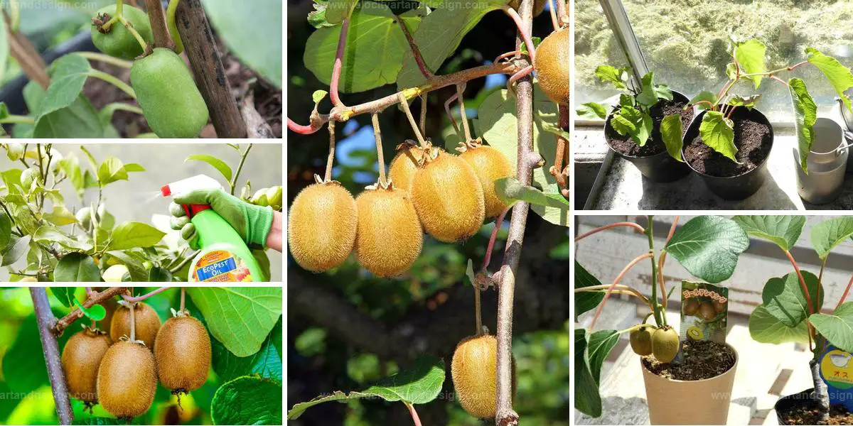 Easy Steps for Pot-Grown Kiwi