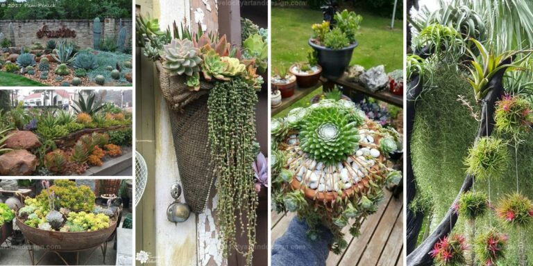 Top Succulent Ideas