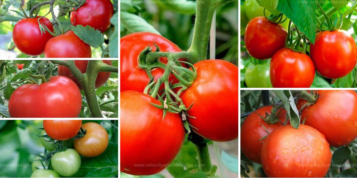 Top Fast-Growing Tomato Types