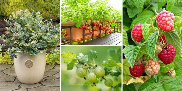 Best Berry Varieties For Balcony